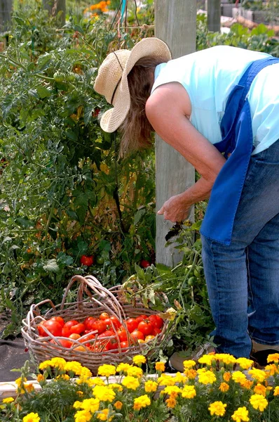 Jardineiro Feminino Colhendo Tomates Jardim Comunitário Livre — Fotografia de Stock