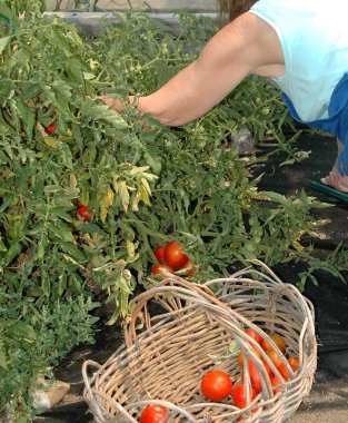 Kadın onun organik bahçe domates toplama dışında.