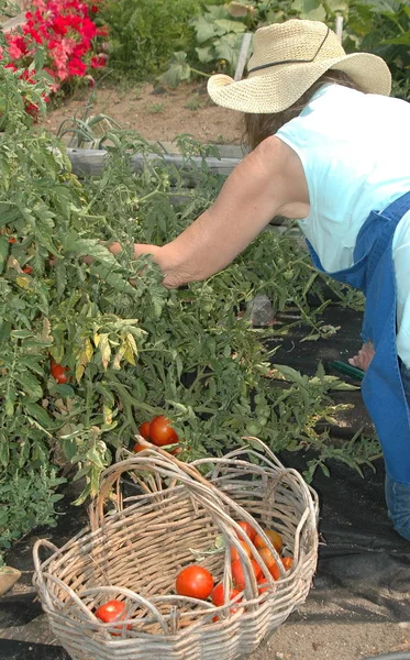 Mujer Recogiendo Tomates Jardín Orgánico Exterior —  Fotos de Stock