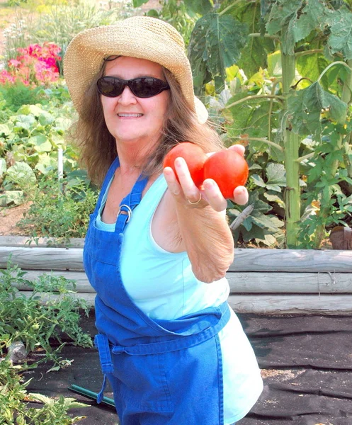 女性采摘西红柿从她的有机花园外面 — 图库照片