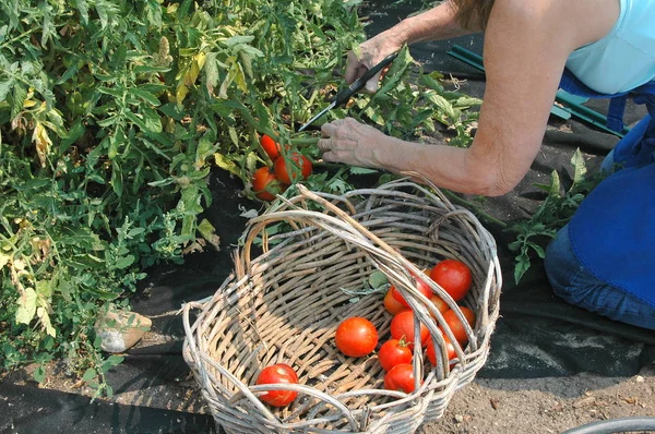 그녀의 정원에서 토마토를 — 스톡 사진