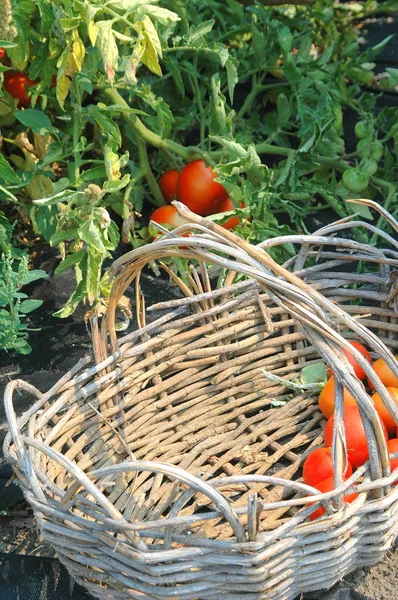 Mujer Recogiendo Tomates Jardín Orgánico Exterior — Foto de Stock