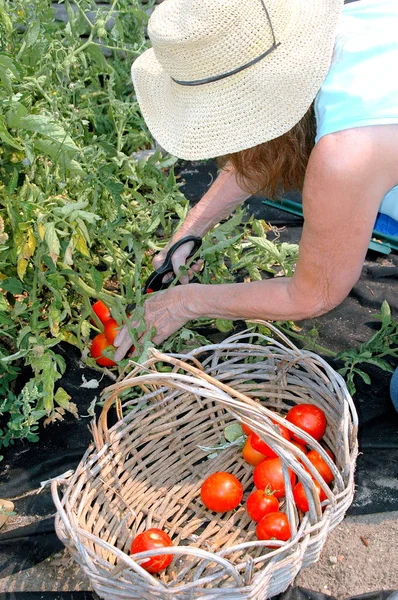 Mujer Recogiendo Tomates Jardín Orgánico Exterior — Foto de Stock