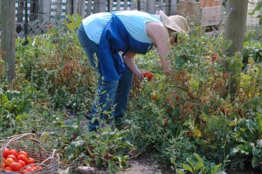 Olgun kadın kıdemli onun sebze domates toplama dışında Bahçe.