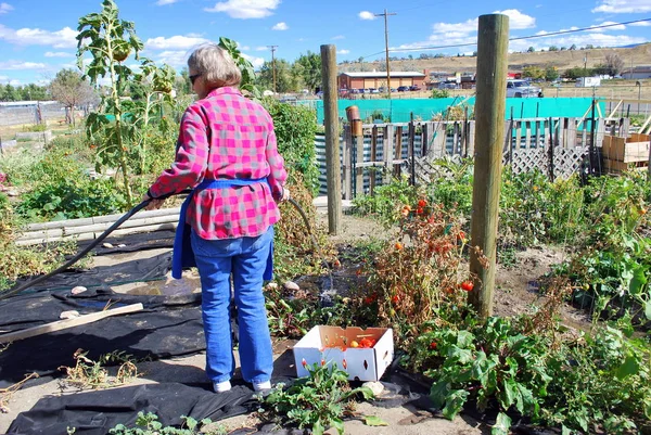 Mogen Kvinna Senior Vattning Grönsak Trädgård Utanför — Stockfoto