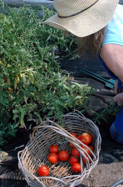 Volwassen Vrouwelijke Senior Plukken Tomaten Uit Haar Veggie Tuin Buiten — Stockfoto