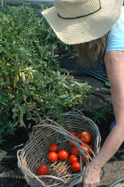 Mogen Kvinna Senior Plocka Tomater Från Hennes Veggie Trädgård Utanför — Stockfoto