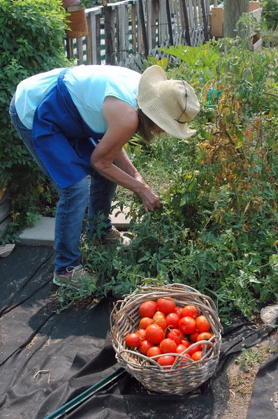 Madura Hembra Senior Recogiendo Tomates Jardín Verduras Fuera — Foto de Stock