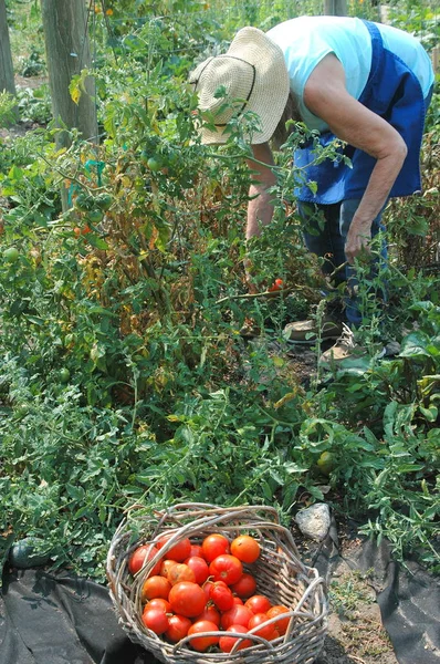 Olgun kadın kıdemli onun sebze domates toplama dışında Bahçe.