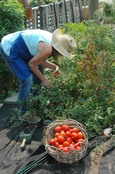 Maduro Feminino Sênior Pegando Tomates Seu Jardim Vegetariano Fora — Fotografia de Stock