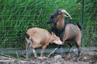 Açık havada bir çiftlikte savaşan boynuzları olan iki keçi.