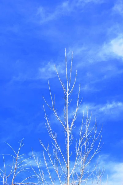 Árboles Altos Naturaleza Alto Del Cielo Aire Libre — Foto de Stock