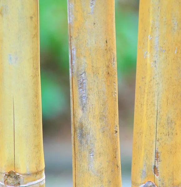 Gele Bamboe Stokken Abstract Weergegeven Natuur Buiten — Stockfoto