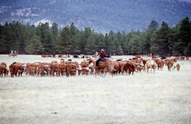 Cowboys doing a cattle roundup outside. clipart