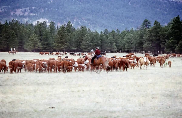 Cowboys Doen Van Een Roundup Van Vee Buiten — Stockfoto
