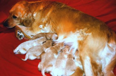 Golden Retriever onun yenidoğan çöp kapalı Hemşirelik.