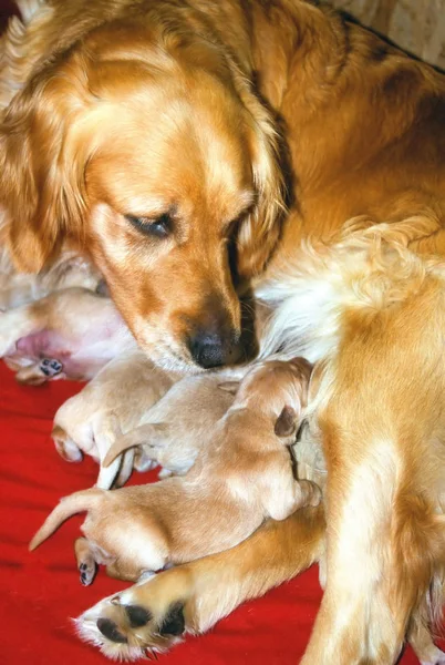 Golden Retriever Opieki Jej Noworodka Śmieci Pomieszczeniu — Zdjęcie stockowe