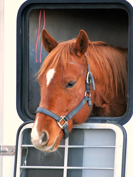 Paard Staande Een Trailer Buitenshuis — Stockfoto