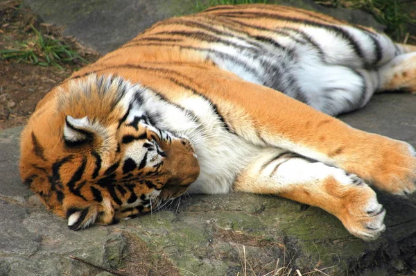 Tijger Rusten Rotsen Het Lunchen — Stockfoto