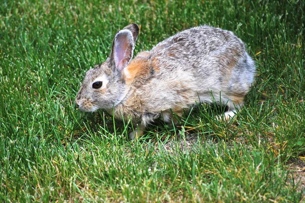 Rabbit Sitting Green Grass Alone Outdoors — Stock Photo, Image