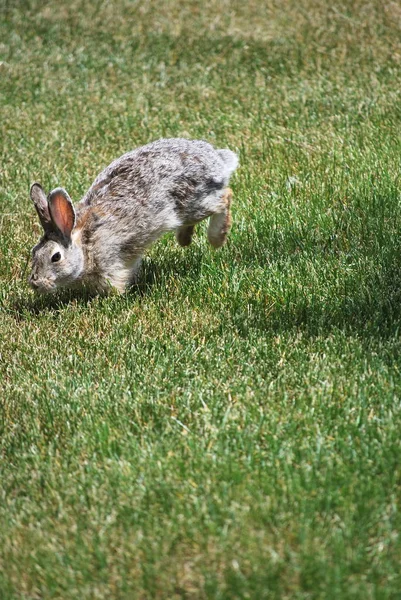 Tavşan Açık Havada Tek Başına Yeşil Çimenlerde Oturan — Stok fotoğraf