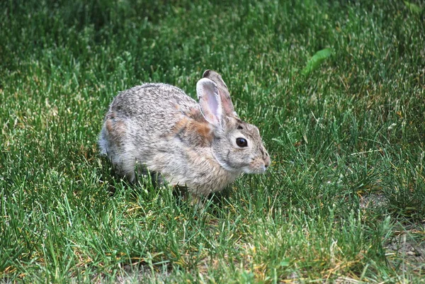 Lapin Assis Dans Herbe Verte Seul Extérieur — Photo