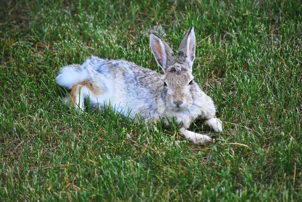 Rabbit Sitting Green Grass Alone Outdoors — Stock Photo, Image