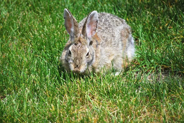 Rabbit Sitting Green Grass Alone Outdoors — Stock Photo, Image