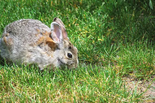 Rabbit Sitting Green Grass Alone Outdoors — Stock Photo, Image