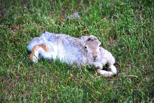 Rabbit Sitting Green Grass Alone Outdoors — Stock Photo, Image