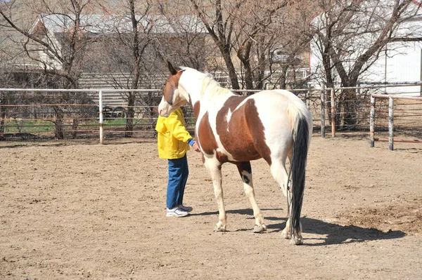 Vrouwelijke Rancher Bonding Met Paard Buiten — Stockfoto
