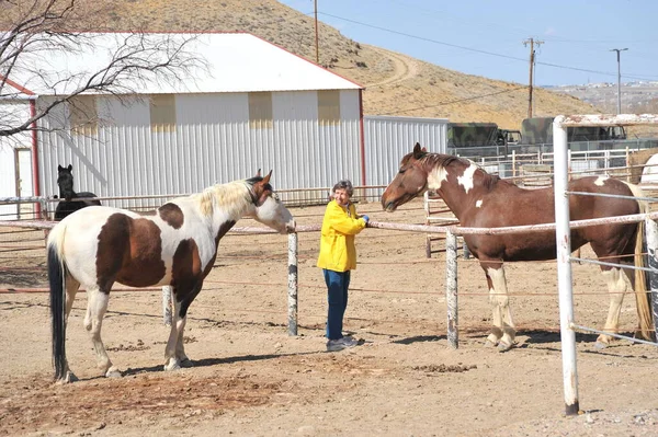 女牧场主与马在户外的关系 — 图库照片