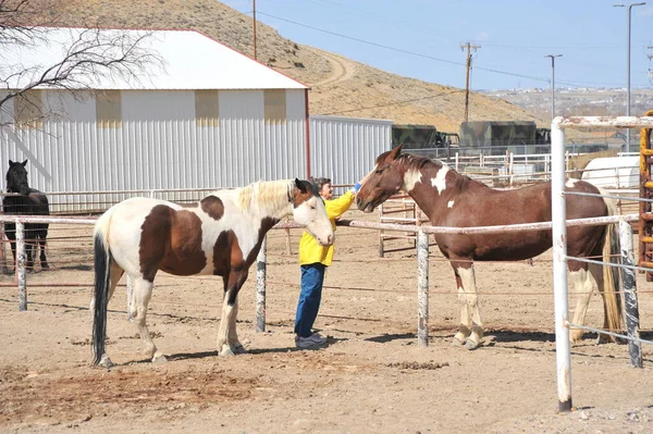 Fêmea Rancheiro Ligação Com Cavalo Livre — Fotografia de Stock