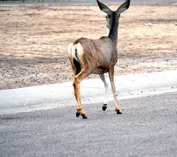 Cerf Debout Seul Dans Neige Hiver Extérieur — Photo