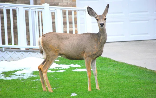 Cerf Debout Seul Dans Neige Hiver Extérieur — Photo