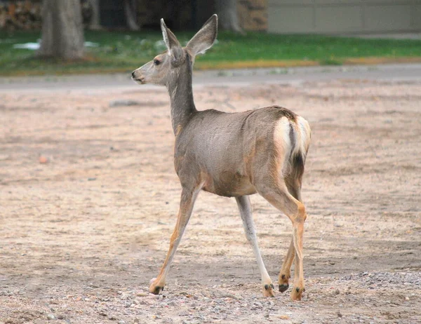 Cerf Debout Seul Dans Neige Hiver Extérieur — Photo