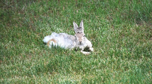 Rabbit Sitting Green Grass Alone Outdoors — Stock Photo, Image