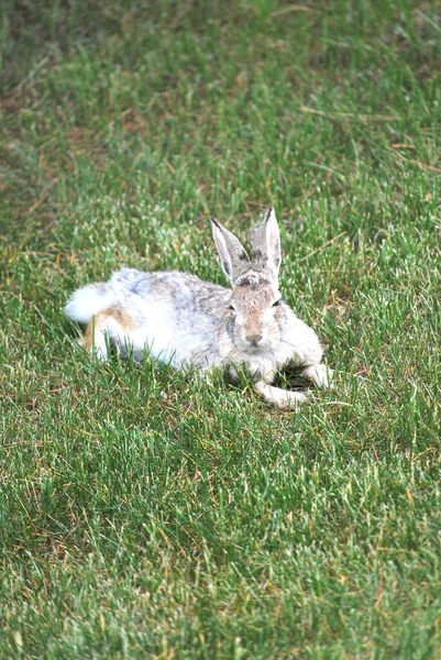 토끼는 야외에 — 스톡 사진