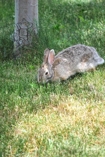 Kanin Sitter Grönt Gräs Ensam Utomhus — Stockfoto