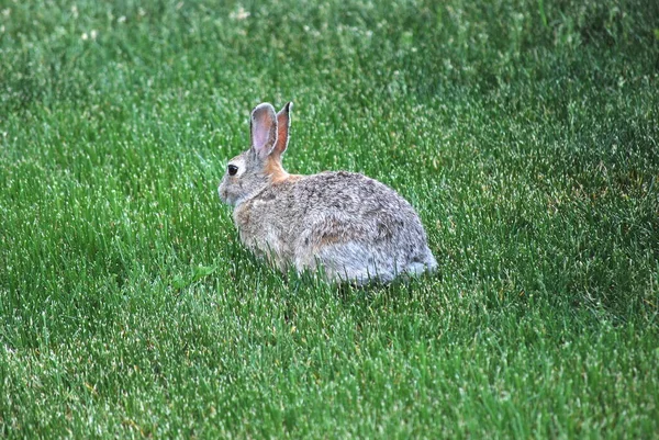 Rabbit Sitting Green Grass Alone Outdoors — Stock Photo, Image