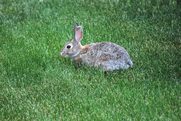 토끼는 야외에 — 스톡 사진