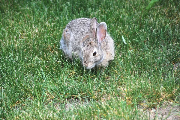 ウサギは屋外で一人で緑の芝生に座って — ストック写真