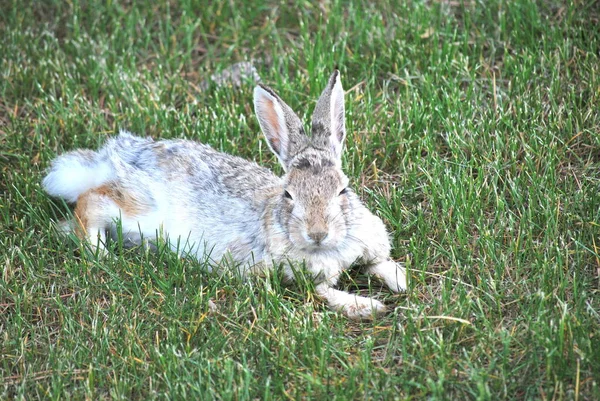Tavşan Yeşil Çimenlerde Tek Başına Oturuyor — Stok fotoğraf