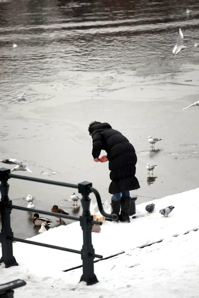 Honan Matar Duvor Utomhus Vinter Snö — Stockfoto