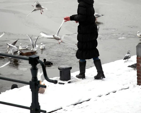 Female Feeding Pigeons Winter Snow — Stock Photo, Image