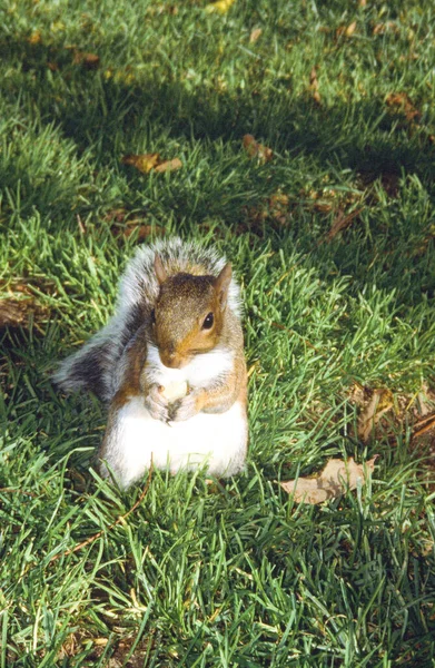 Squirrel Sitting Green Grass Alone Outdoors — Stock Photo, Image