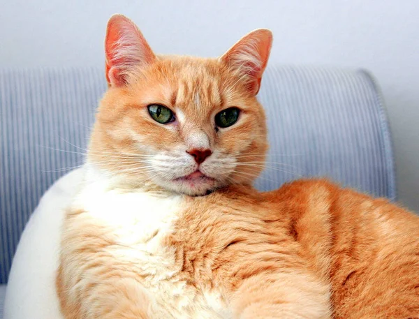 Retrato Gato Sentado Relaxante Sofá Dentro Casa — Fotografia de Stock