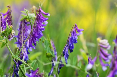 Yeşil çim mor çiçekler görünümü Kapat