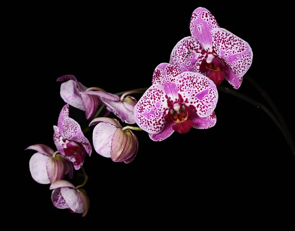 Blommor Lila Orkidé Svart — Stockfoto