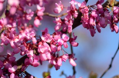 Bahar narin pembe ağaç çiçek rüya gibi görüntü